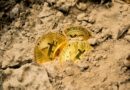 Bitcoin Mining Mandatory Survey Halted By US Judge