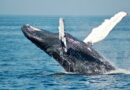Are Bitcoin Whales Back In Accumulation Mode? On-Chain Data Suggests So
