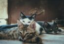 Telegram’s Catizen (CATI) Game Raises $16 Million, Helps Save Stray Cats