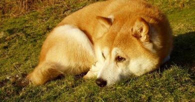 Shiba Inu Price Could Be In Trouble As Whale Volume Crashes 70% In A Single Day