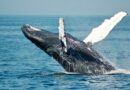 Crypto Whale Offloads 10,070 Ethereum – Is ETH Losing Its Appeal?