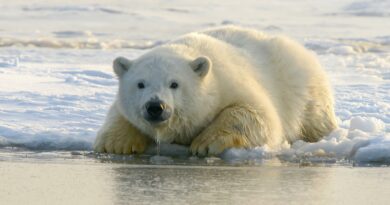 Dogecoin Price Rejection From $0.24-$0.25 Supply Zone Says Bears Are Taking Over