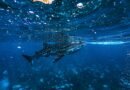 Crypto Whale Send Message With Massive 44M XRP Transfer