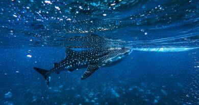 Crypto Whale Send Message With Massive 44M XRP Transfer