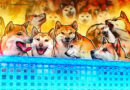 Dogecoin ETF pushes crypto industry to embrace speculation