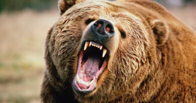 Strategy’s Bitcoin Position Is Bear-Proof, Analyst Says
