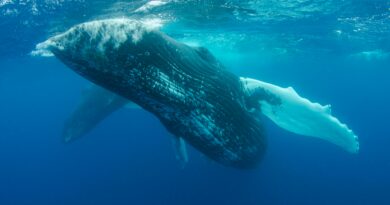 TRUMP Memecoin Whale Count Hits 5-Month High As Mar-a-Lago Gala Nears